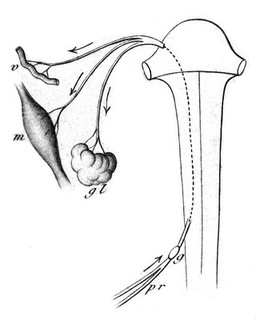 Course of lectures on the physiology and pathology of the central nervous system, delivered at the Royal College of Surgeons of England in May, 1858 / by C. E. Brown-Séquard.