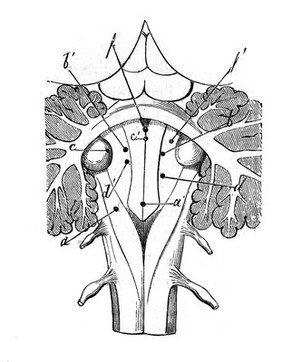 Lec̦ons sur la physiologie et la pathologie du système nerveux / par Claude Bernard.