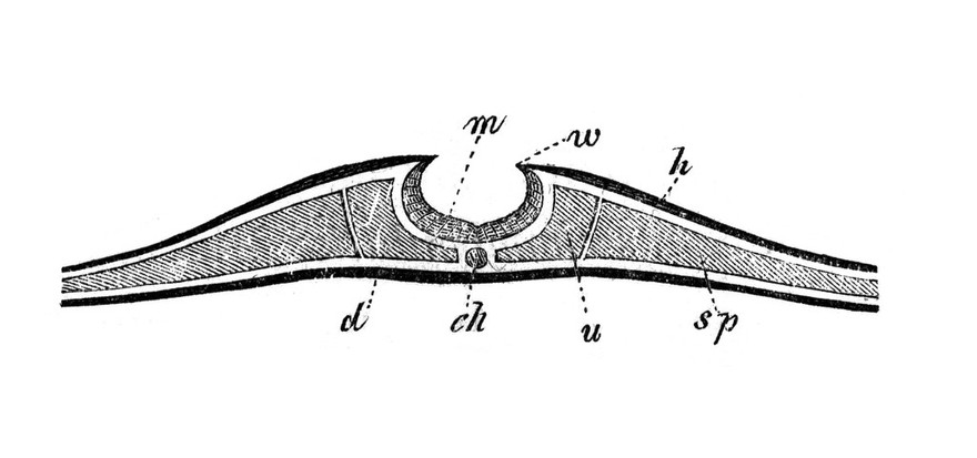 Entwicklungsgeschichte des Menschen und der höheren Thiere : akademische Vorträge / gehalten von Albert Kölliker.