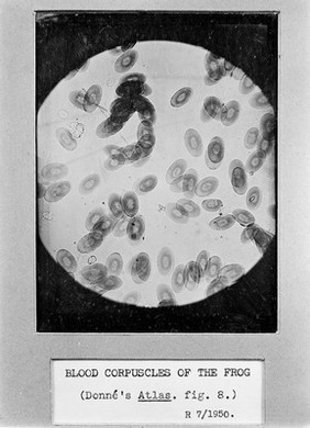 M0011457: Wellcome Historical Medical Museum display: blood corpuscles of a frog