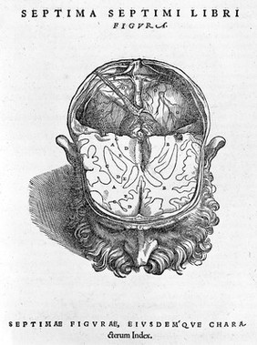 Drawing of the brain, by Vesalius.