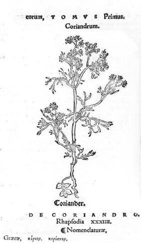 Herbarium / Oth. Brvnfelsii ; tomis tribvs exacto tandem studio, opera & ingenio, candidatis medicinae simplicis absolutum. Quorum contenta, index cuiusquam tomorum suo loco explicat.