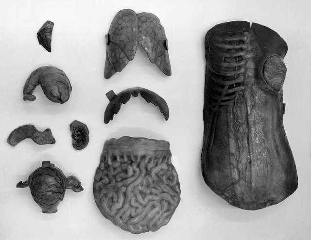 French female figure modelled in wax, with various parts movemable to reveal the structure beneath, complete figure photographed from above, used for teaching purposes
