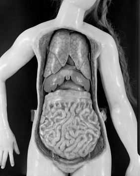 French female figure modelled in wax, parts removed to show lungs, liver and intestines, 18th century