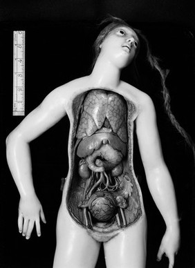 M0012195: Photograph of a female anatomical wax model, close up of the head and torso from above with a layer removed to reveal the stomach, kidneys and bladder