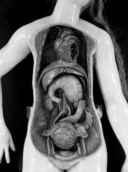 French female figure modelled in wax, parts removed to show heart and uterus