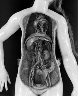 French female figure modelled in wax, with uterus removed and also the structure of the heart revealed