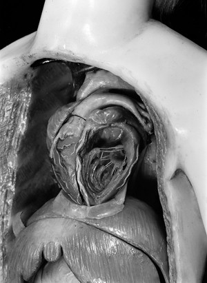 view French female figure modelled in wax, close up of heart to show structure