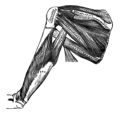 Muscles on the dorsum of the scapula, and the triceps.