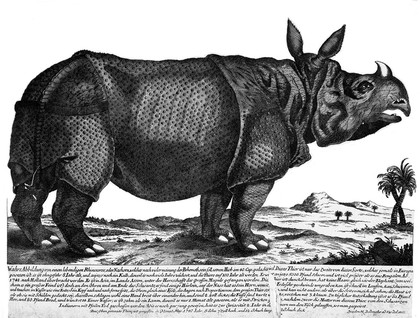 An Indian rhinoceros. Etching by M. Bodenehr, ca 1747.
