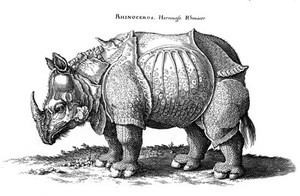 view Rhinoceros.