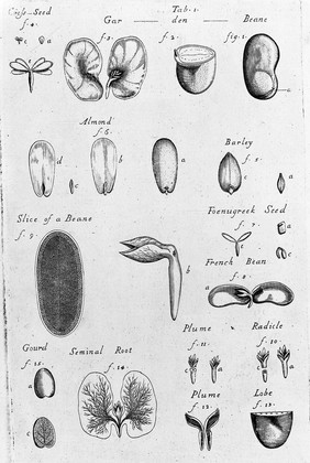 The anatomy of plants / With an idea of a philosophical history of plants. And several other lectures. Read before the Royal Society.