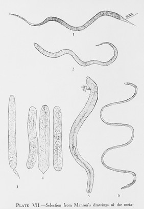 Metamorphosis of Filaria bancrofti.