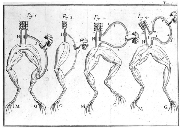 M0012614: Illustration of frog's legs showing sciatic nerve