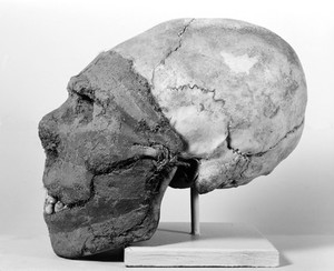 view Elongated skull for memorial head, face modelled in clay