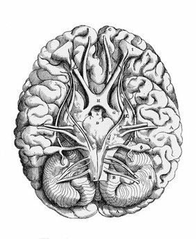 Figure showing the base of the brain, Thomas Geminus