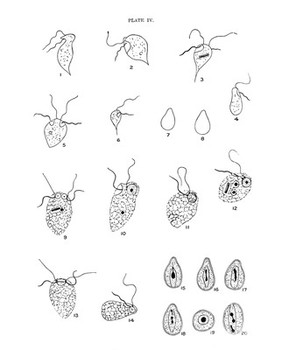 Human intestinal protozoa in the Near East : an inquiry into some problems affecting the spread and incidence of intestinal protozoal infections of British troops and natives in the Near East, with special reference to the carrier question, diagnosis and treatment of amoebic dysentery, and an account of three new human intestinal protozoa / by C.M. Wenyon and F.W. O'Connor.