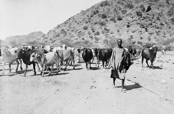 Sudan: herdsmen and cattle, 1913