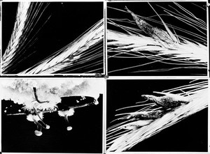 view Ergot growing on the grain of Rye.