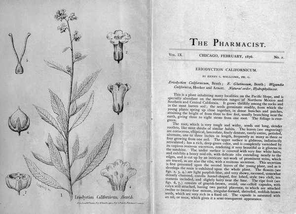 Paper by Sir H. Wellcome "Eriodyction..." 1876