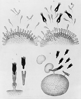 Proceedings of the Royal Society of London.