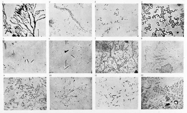 M0013305: Magnifications of various bacilli.