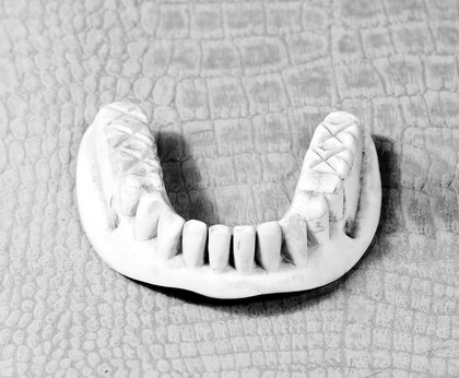 M0013429: Lower denture carved in ivory, 18th century.
