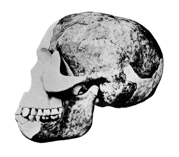 M0013579: Skull of the "Eoanthropus Dawsoni"