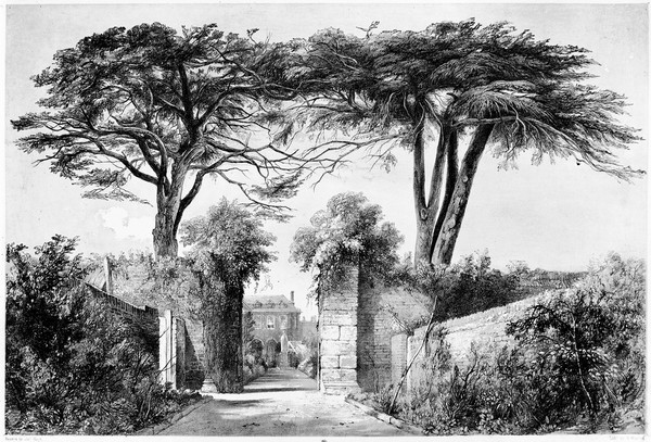 Society of Apothecaries of London. Cedar trees in Physic Garden looking north.