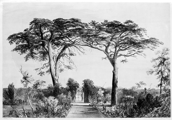 Society of Apothecaries of London. Cedar trees in Physic Garden looking south.