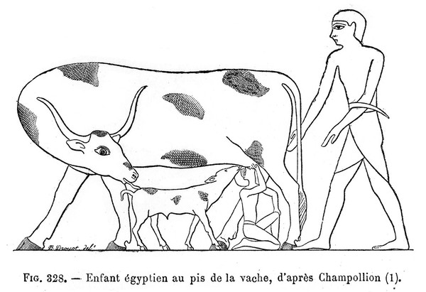 Boy and calf suckling from a cow.