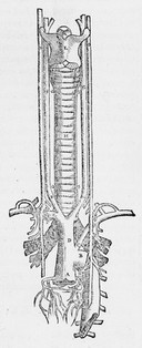 Illustration from De Humani corporis fabrica, by Vesalius.