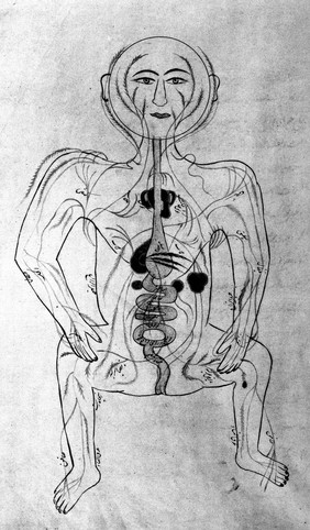 Human figure showing arteries and viscera, Persian, 18th C