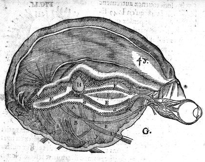 Stucture of the Brain, according to Descartes