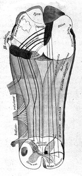M0014444: Diagram of nerves within a bone, 1892