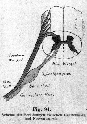 M0014445: Diagram of nerves within a bone, 1892