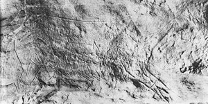 view Horses and bison incised on cave wall at La Grotte des Combarelles, Les Eyzies-de-Tayac (Dordogne).