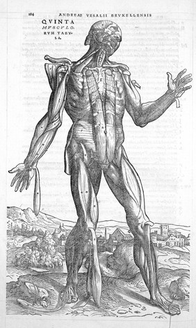 The fifth muscle tabula, by Vesalius.