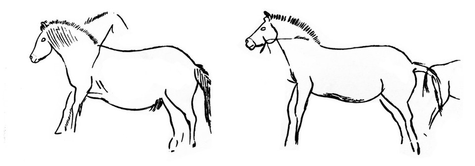 Two horses, upper Palaeolithic, from line drawing by Breuil.