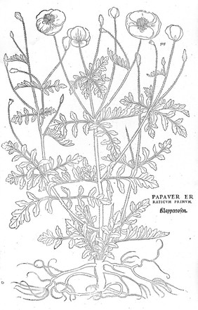 M0015408: Illustration of poppy, Fuchs, 1542