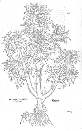 M0015409: Illustration of hyoscyamus, Fuchs, 1542