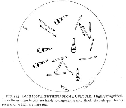 Bacilli of diptheria from a culture