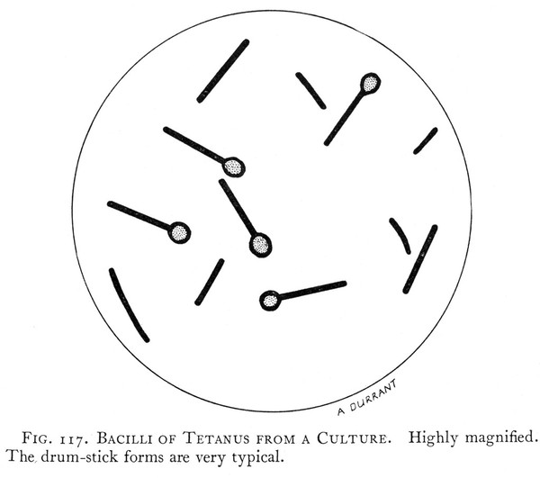 M0015724: Bacilli of tetanus from a culture, from Singer: <i>A Short History of Medicine</i> (1928)
