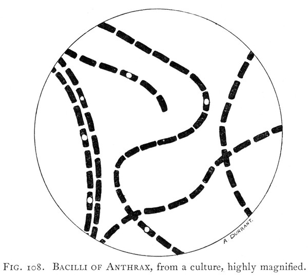 M0015725: Bacilli of Anthrax from a culture, from Singer: <i>A Short History of Medicine</i> (1928)