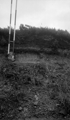 Section at side of raod, Mauley Cross, Yorkshire, 1956.