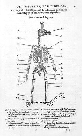 The skeleton of a bird for comparison with that of a man. See page 40 for man illustration.