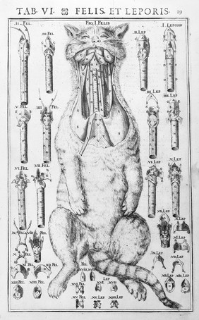 M0016117: Diagram of the anatomy of the throat of a cat, 1600