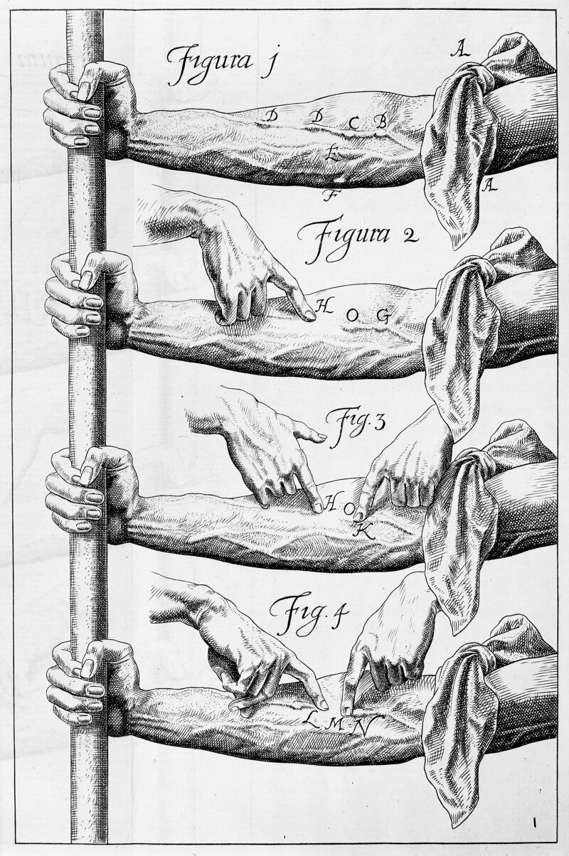 William Harvey, experiments on the valves | Wellcome Collection