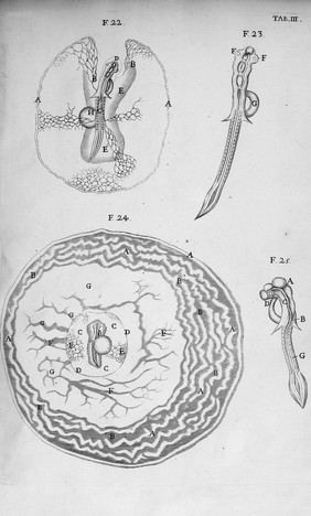 Opera omnia, figuris elegantissimis in aes incisis illustrata : Tomis duobus comprehensa. Quorum catalogum sequens pagina exhibet / [Marcello Malpighi].