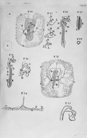 Opera omnia, figuris elegantissimis in aes incisis illustrata : Tomis duobus comprehensa. Quorum catalogum sequens pagina exhibet / [Marcello Malpighi].